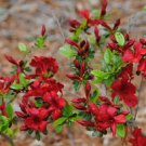Midnight Flare Red Azalea Live Plant 1 Qt