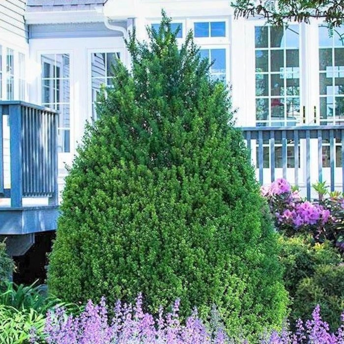 Steeds Japanese Holly Tree Live Plant 1 Qt