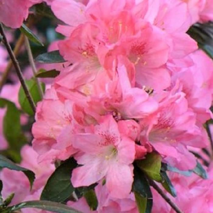 Hampton Beauty Pericat Azalea Live Plant 1 Qt