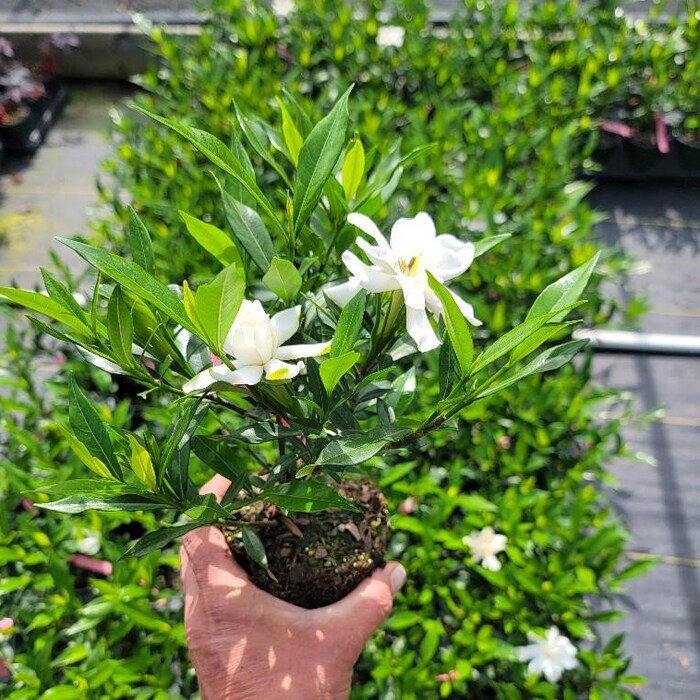 Frost Proof Gardenia Cape Jasmine Live Plant 1 Qt