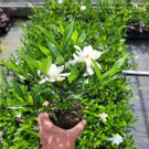 Frost Proof Gardenia Cape Jasmine Live Plant 1 Qt