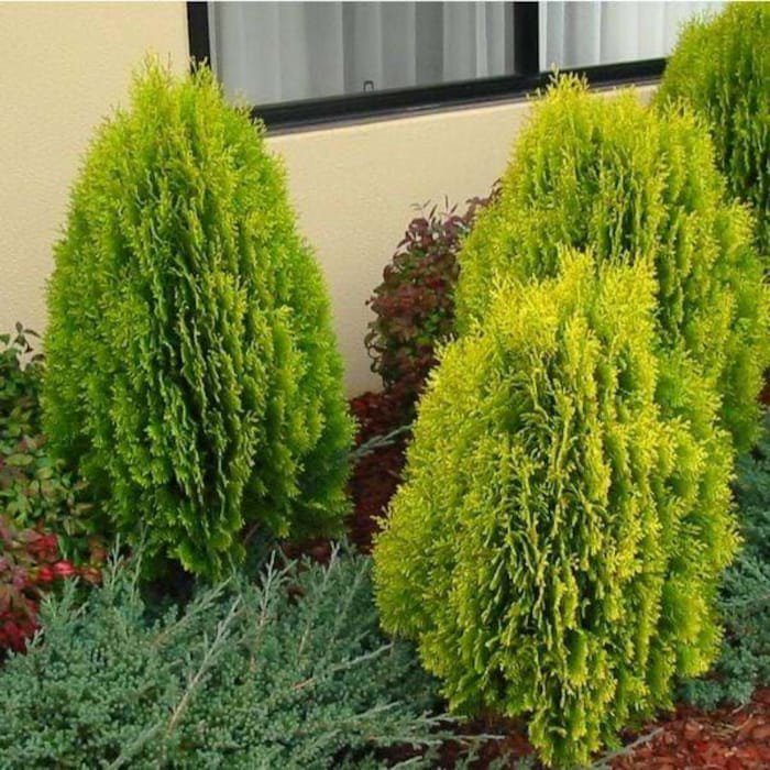 Berckmans Golden Arborvitae Thuja Live Plant 1 Qt