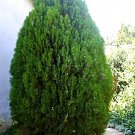 Blue Cone Arborvitae Thuja Live Plant 1 Qt