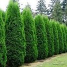Emerald Green Arborvitae Tree Thuja Live Plant 1 Qt