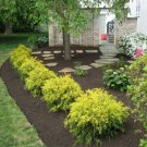 Gold Mop Weeping Threadleaf Cypress Live Plant 1 Qt