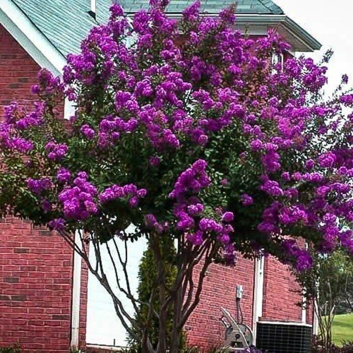 Catawba Purple Crape Myrtle Tree Live Plant 1 Qt