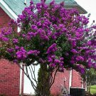 Catawba Purple Crape Myrtle Tree Live Plant 1 Qt
