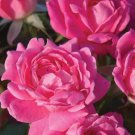 Pink Double Knockout Rose Live Plant 1 Qt