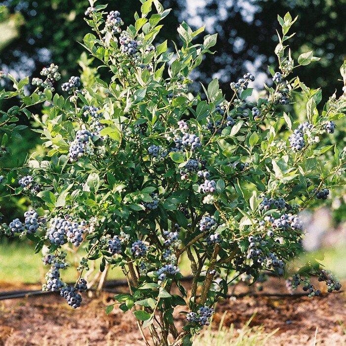 Mini Blues Blueberry Bush Vaccinium Live Plant 1 Qt