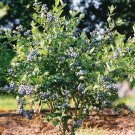Mini Blues Blueberry Bush Vaccinium Live Plant 1 Qt