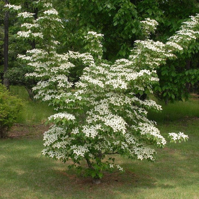 Kousa Dogwood Tree Cornus Live Plant 1 Qt