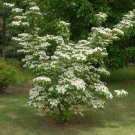 Kousa Dogwood Tree Cornus Live Plant 1 Qt