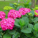 Glowing Embers Pink Mophead Hydrangea Live Plant Quart Pot