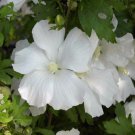 Diana White Hibiscus Althea Rose Of Sharon Live Plant 1 Qt