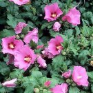 Aphrodite Hibiscus Althea Rose Of Sharon Live Plant 1 Qt