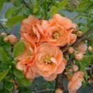 Cameo Flowering Quince Live Plant 1 Qt