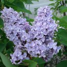 President Grevy Blue French Lilac Syringa Live Plant 1 Qt