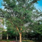 Chinese Elm Tree Lacebark Live Plant 1 Qt Great For Bonsai