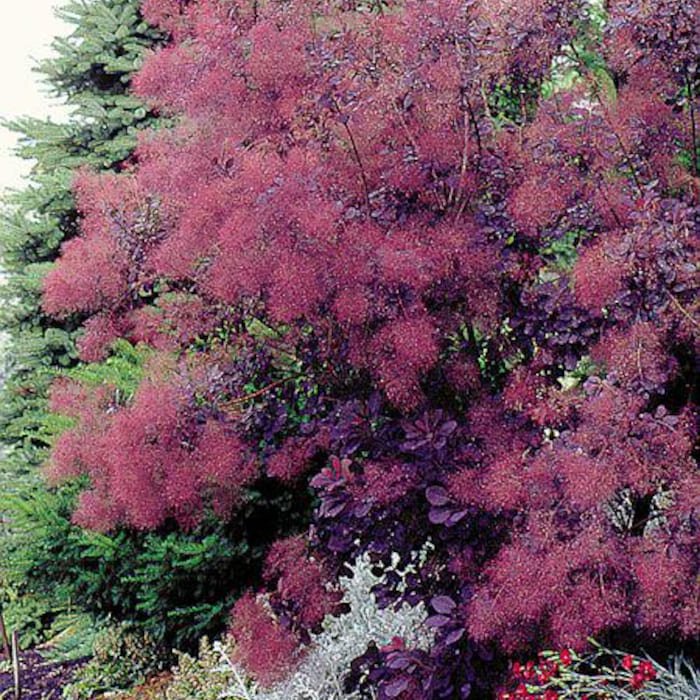 Royal Purple Smokebush Tree Cotinus Live Plant 1 Qt