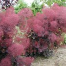 Velveteeny Dwarf Purple Smokebush Cotinus Live Plant 1 Qt
