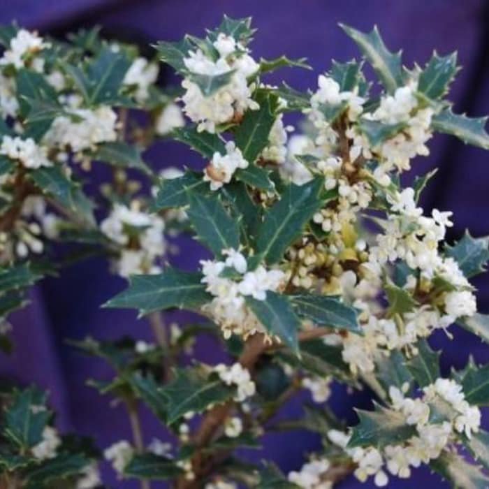 Fragrant Princess Dwarf Tea Olive Kaori Hime Osmanthus Live Plant 1 Qt