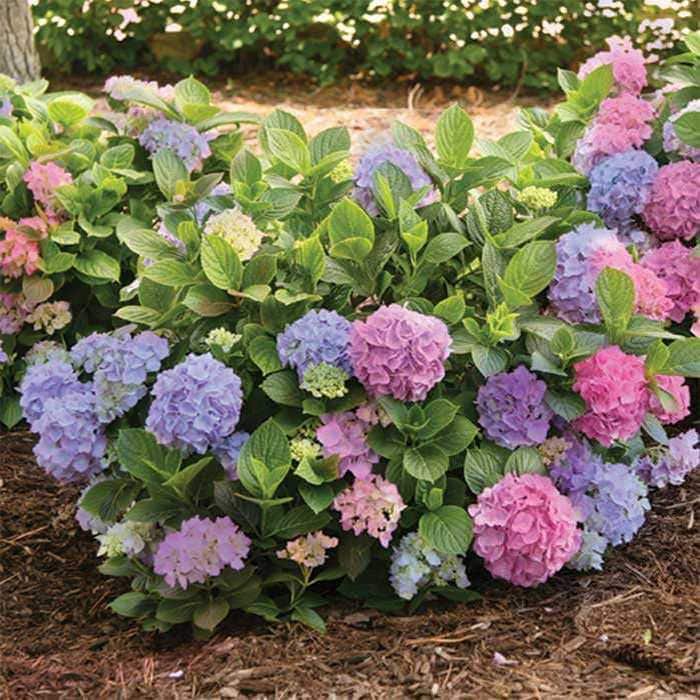 La Dreamin Tm Everblooming Mophead Hydrangea Live Plant 1 Qt
