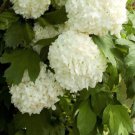 Eastern Snowball Bush Viburnum Live Plant 1 Qt