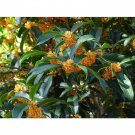 Apricot Echo Orange Tea Olive Osmanthus Live Plant 1 Qt