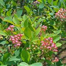 Pink Popcorn Blueberry Vaccinium Live Plant 1 Qt