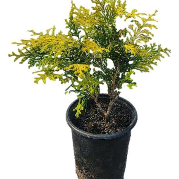Crippsii Golden Hinoki Cypress Live Plant 1 Qt