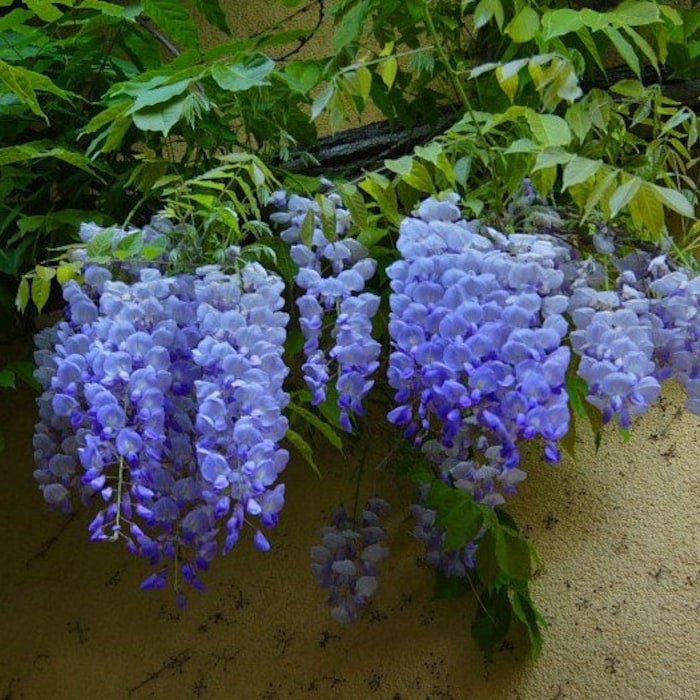 Blue Moon Wisteria Vine Live Plant 1 Qt