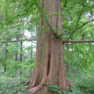 Dawn Redwood Tree Live Plant 1 Qt 18 24 Inches Tall Great For Bonsai