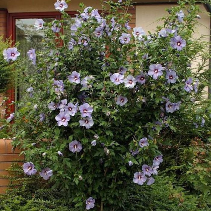 Blue Bird Hibiscus Althea Rose Of Sharon Live Plant Quart Pot