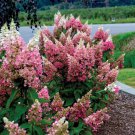 Bloomin Easy Candelabra Hardy Hydrangea Live Plant 1 Qt