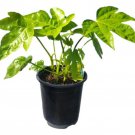 Green Fatsia Japonica Aralia Live Plant 1 Qt