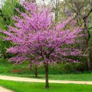 Eastern Redbud Tree Cercis Live Plant 1 Qt