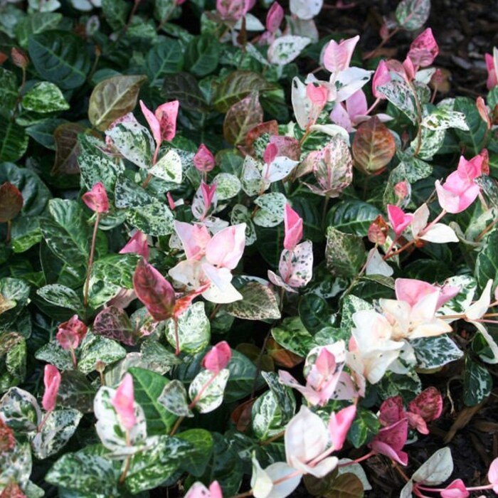 Snow N Summer Asian Jasmine Vine Live Plant 1 Qt