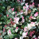 Snow N Summer Asian Jasmine Vine Live Plant 1 Qt