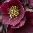 Ice N Roses Barolo Lenten Rose Live Plant 1 Qt Helleborus Winter Rose Christmas Rose Evergreen