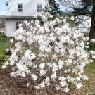 Royal Star Magnolia Tree Deciduous Live Plant 1 Qt
