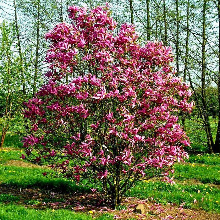 Susan Magnolia Tree Deciduous Live Plant 1 Qt