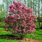 Susan Magnolia Tree Deciduous Live Plant 1 Qt