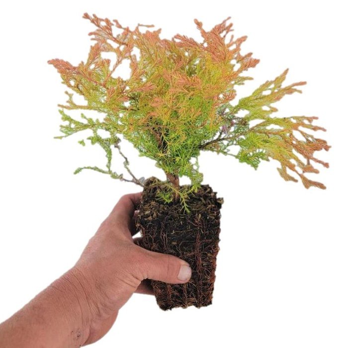 Fire Chief Globe Arborvitae Thuja Live Plant 1 Qt