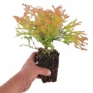 Fire Chief Globe Arborvitae Thuja Live Plant 1 Qt