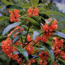 Red Flowering Fragrant Tea Olive Osmanthus Live Plant 1 Qt