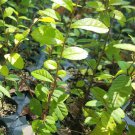 3 Chinese Elm Tree Lacebark Rooted Cuttings 3L Great For Bonsai 3 Live Plants