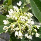 Fragrant Tea Olive Osmanthus Live Plant 25 Qt