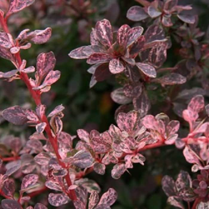Rose Glow Japanese Barberry Live Plant 25 Qt