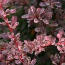 Rose Glow Japanese Barberry Live Plant 25 Qt