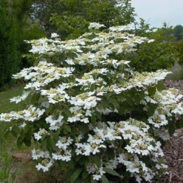 Summer Snowflake Viburnum Live Plant 25 Qt